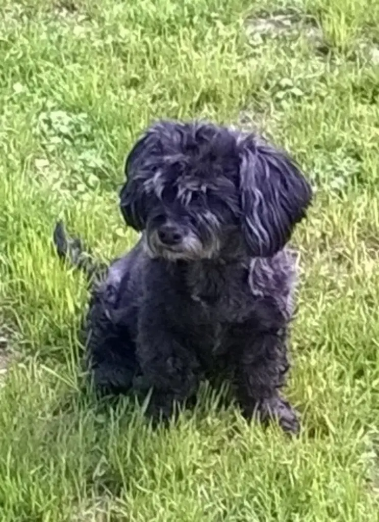 Condolence image of Elke  mit Fiby im Herzen (+30.9.20)