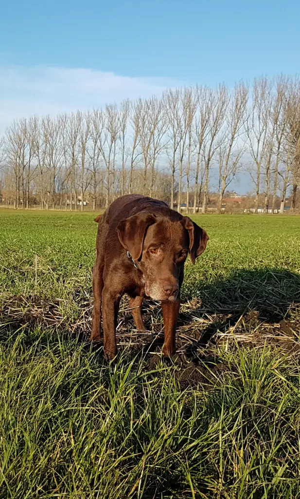 Andachtsbild von Silvana