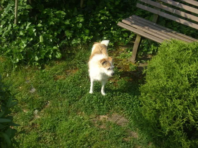 Andachtsbild von Unbekannt