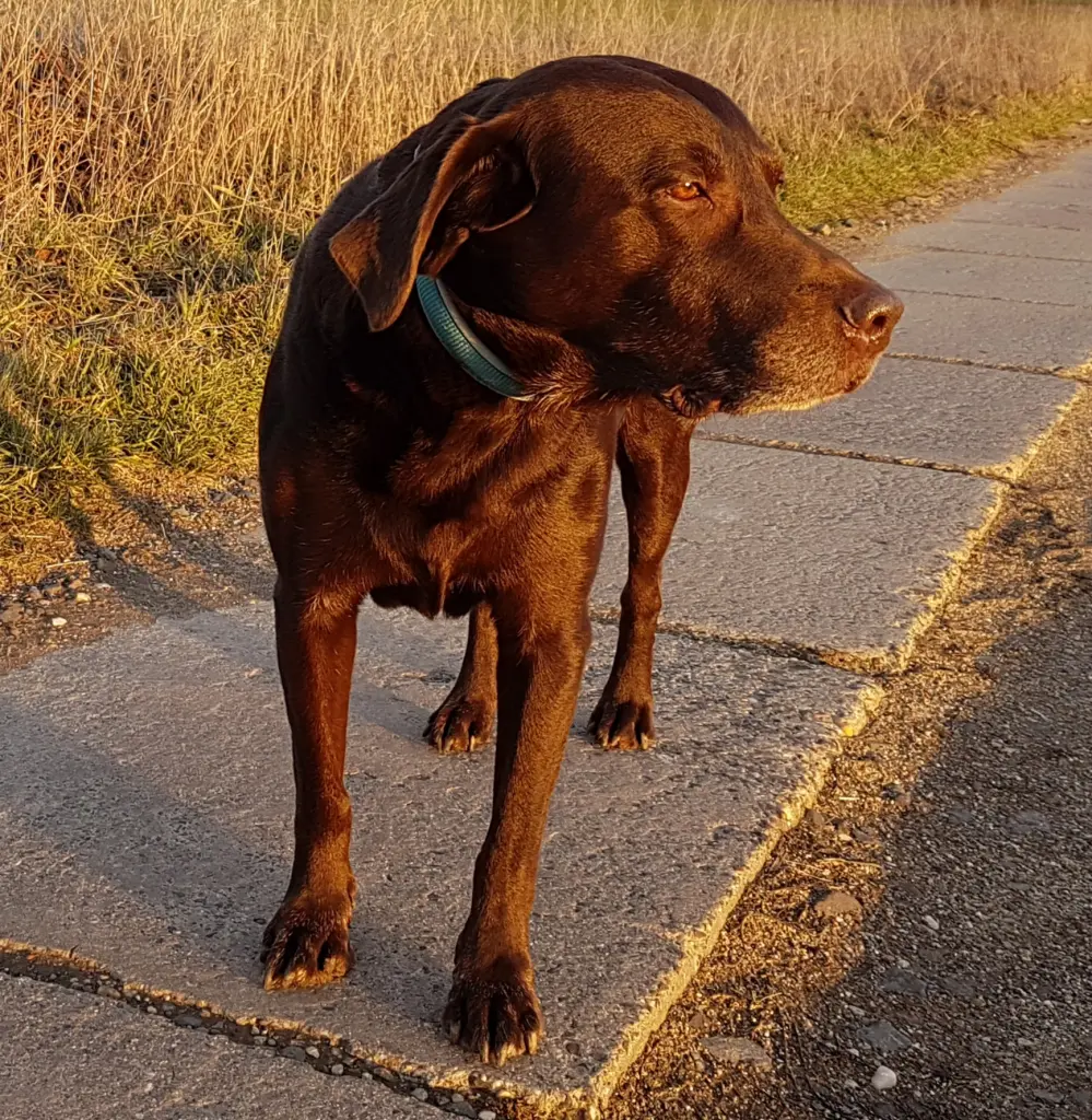 Andachtsbild von Silvana 