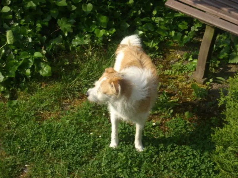 Andachtsbild von Unbekannt