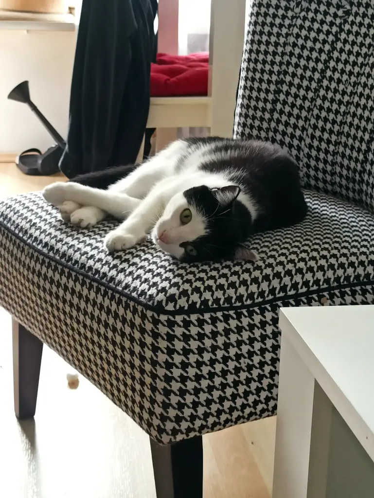 Image from Trixie