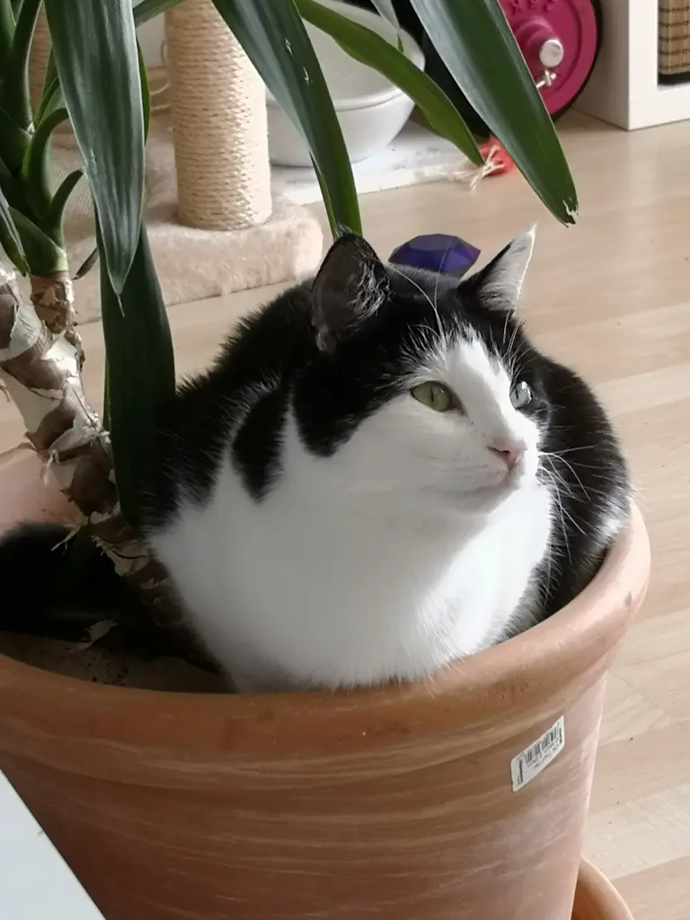 Image from Trixie