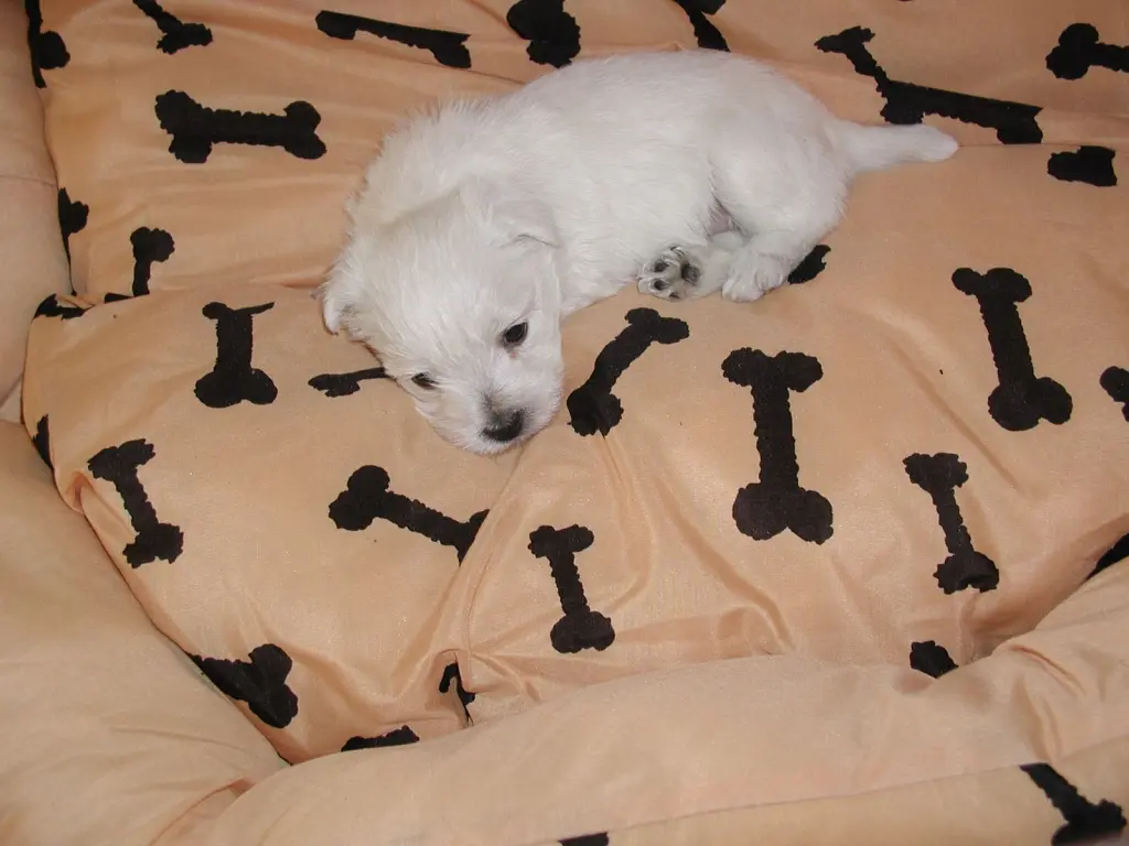 Image from Barkley