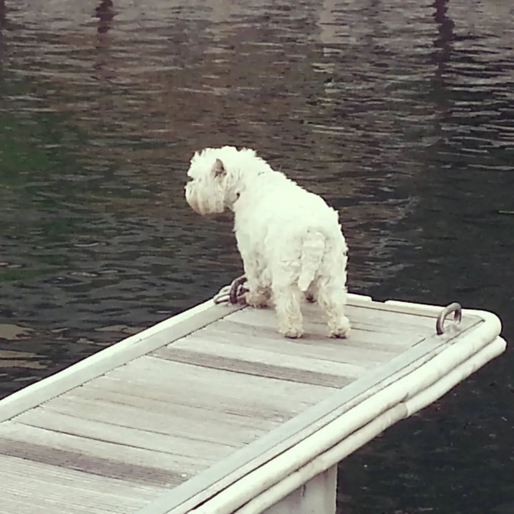 Image from Barkley