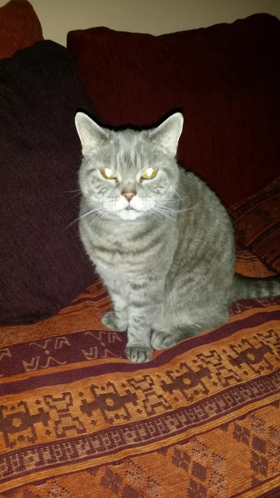 Image from Lili