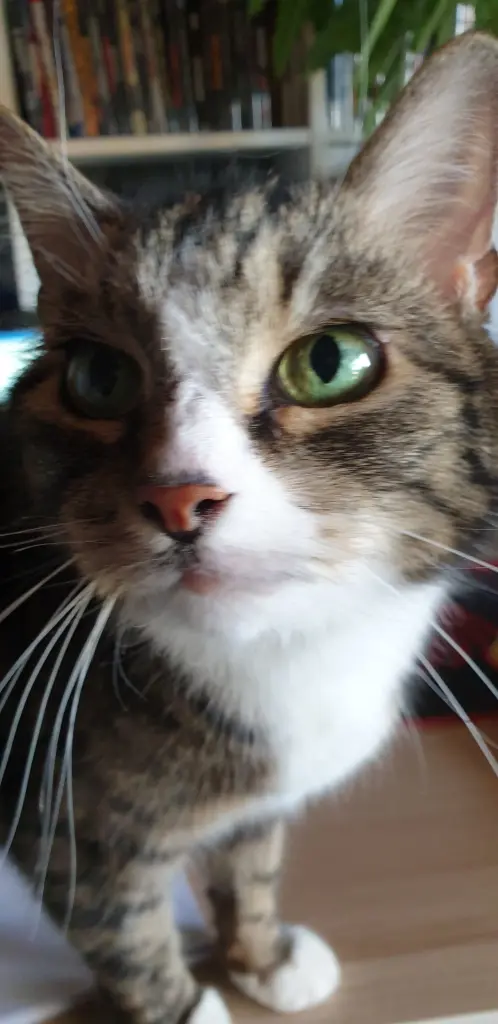 Andachtsbild von Chris