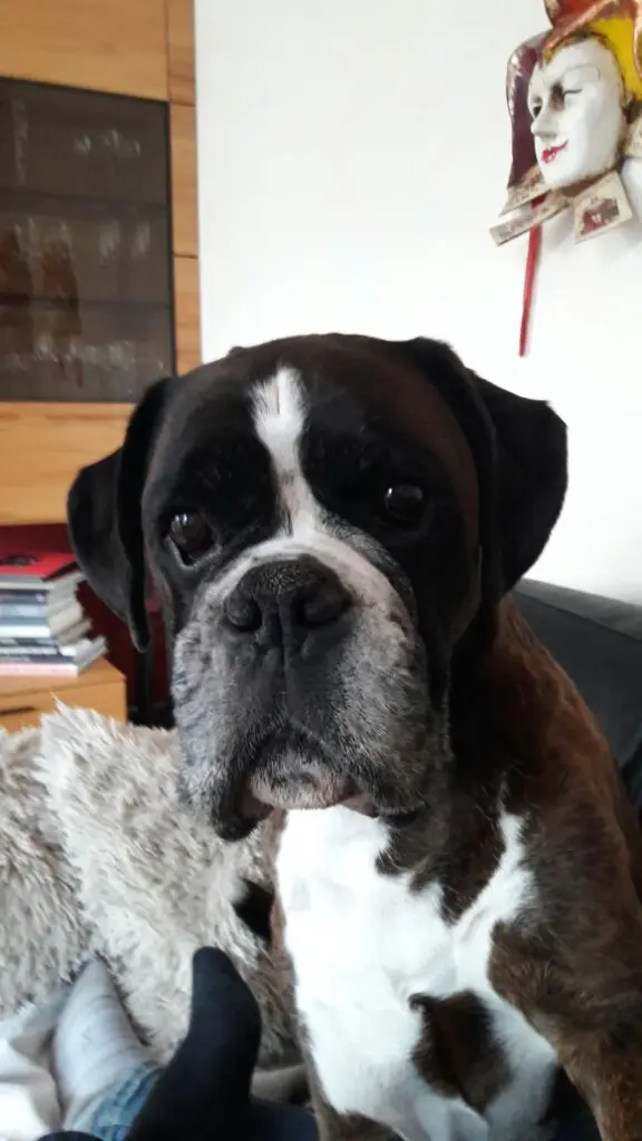 Image from Gizmo