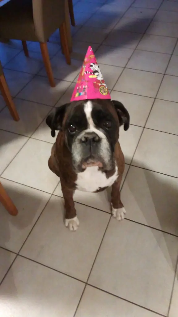 Image from Gizmo
