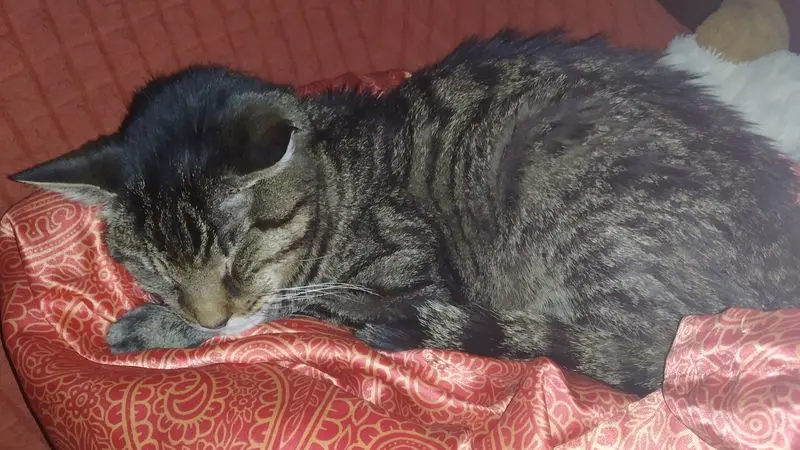 Condolence image of Mandy mit Pischo ganz tief im Herzen