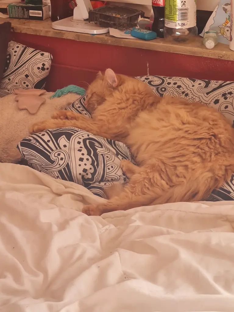 Image from Garfield