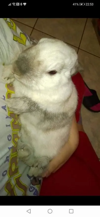 Image from Nózi