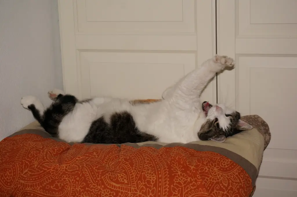 Image from Obelix