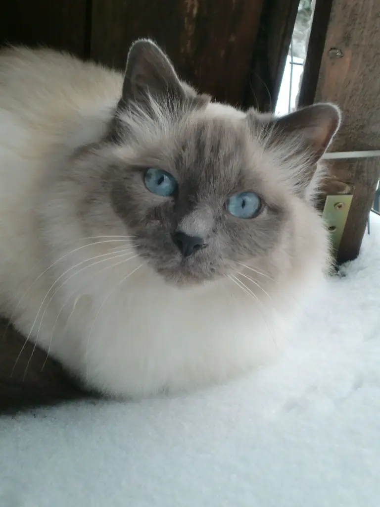 Image from Sisko