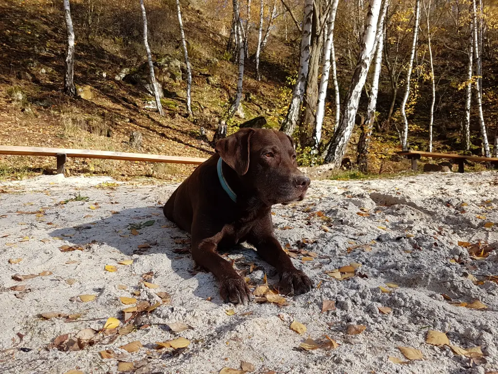 Condolence image of Silvana