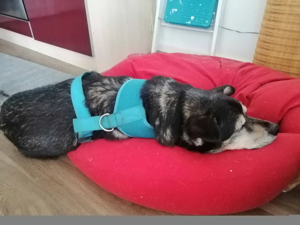 Image from Teddy