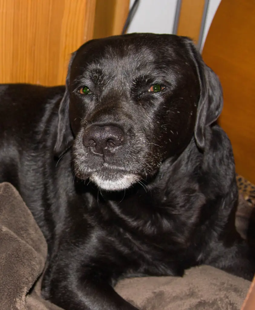 Andachtsbild von Reiner Reisinger