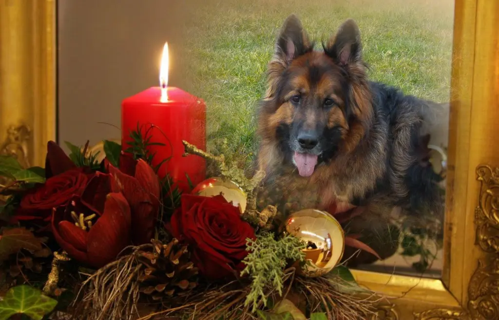 Condolence image of Dzień Dobry mój Ukochany❤️❤️❤️Misieńku❤️❤️❤️