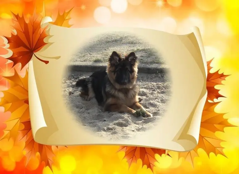 Condolence image of Dzień Dobry mój Ukochany❤️❤️❤️Misieńku❤️❤️❤️