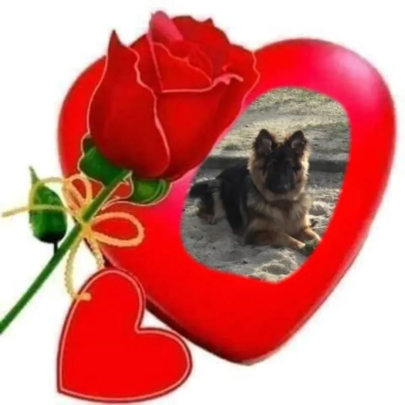 Condolence image of Dzień Dobry mój Ukochany❤️❤️❤️Misieńku❤️❤️❤️