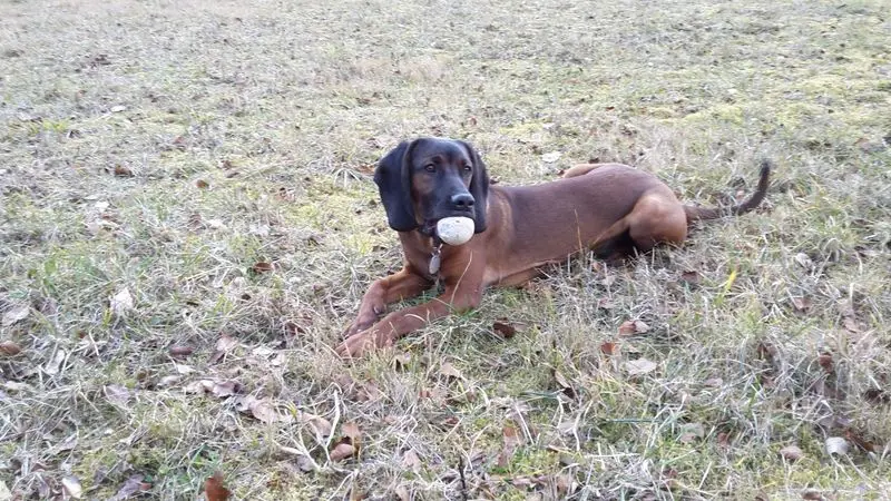 Condolence image of Marga mit Rambo im Herzen