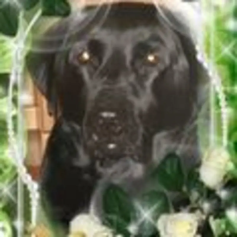 Condolence image of Unbekannt