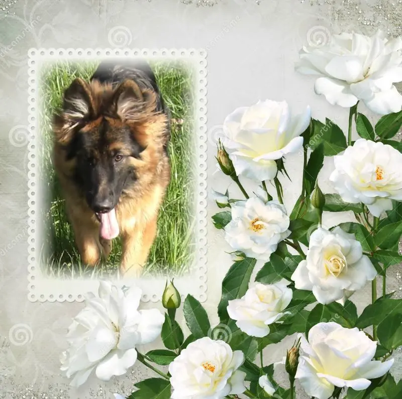 Condolence image of Dzień Dobry mój Ukochany❤️❤️❤️Misieńku❤️❤️❤️