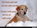 Condolence image of Tanja mit Timmy im Herzen