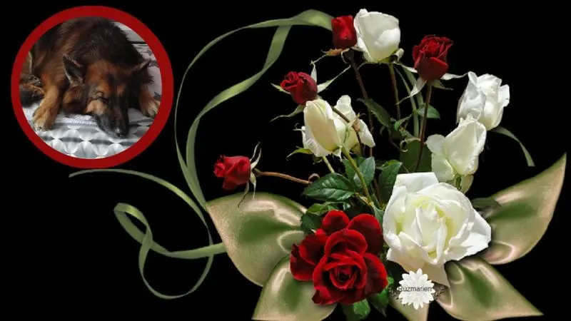 Condolence image of Dobrej Nocki Ukochany Misieńku❤️❤️❤️