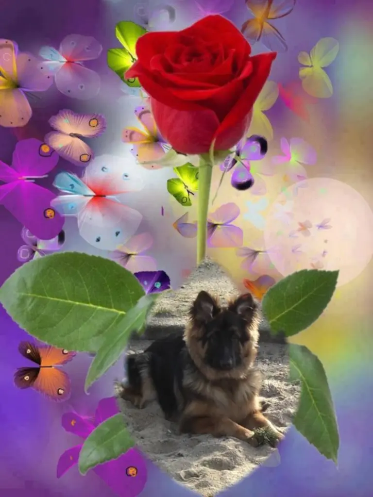 Condolence image of Dobrej Nocki Ukochany Misieńku❤️❤️❤️