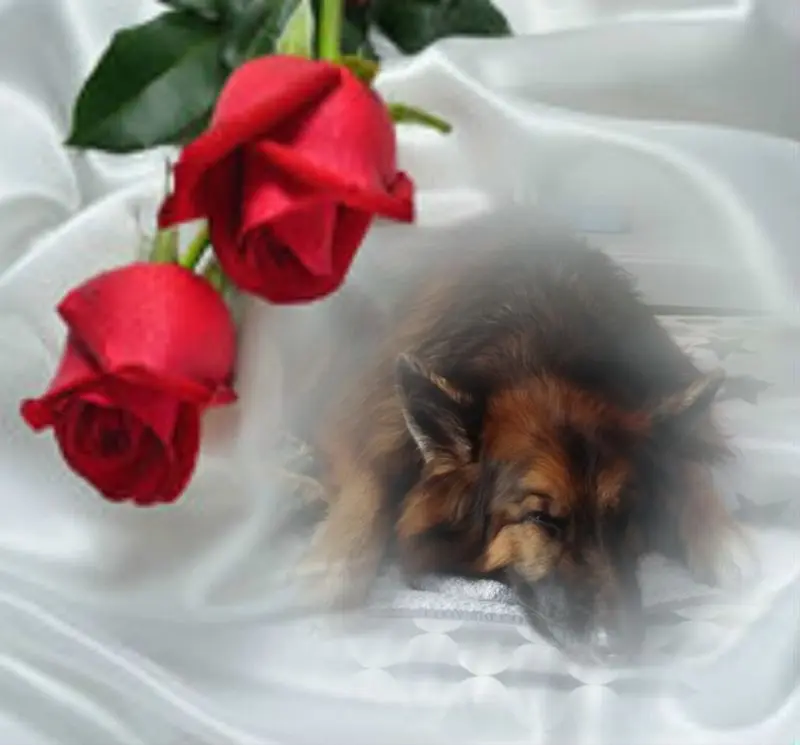 Condolence image of Dobrej Nocki Ukochany Misieńku❤️❤️❤️