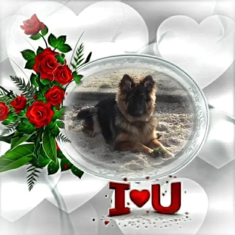 Condolence image of Mój Misiulek❤❤❤