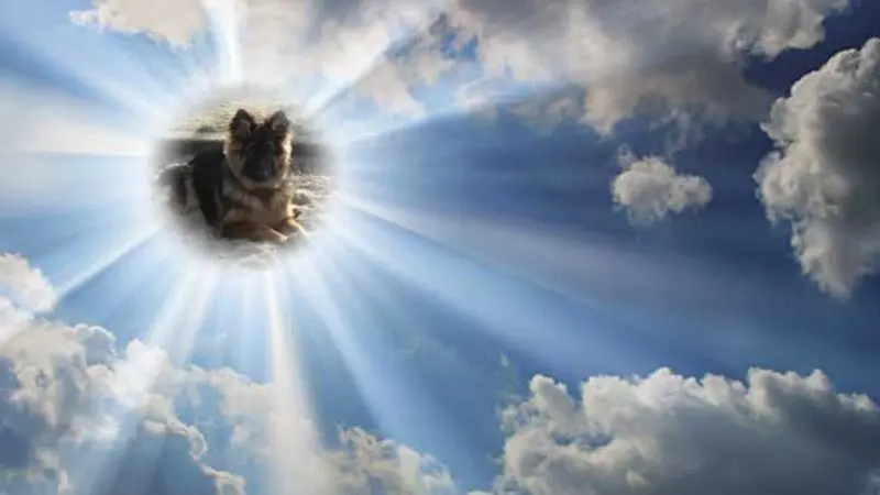 Condolence image of Dzień Dobry mój Ukochany❤️❤️❤️Misieńku❤️❤️❤️
