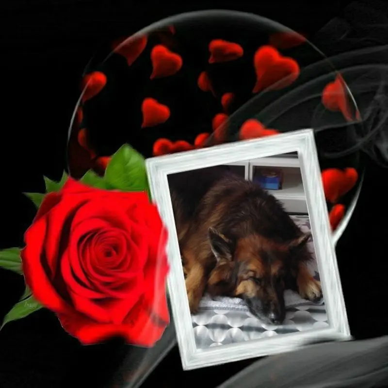 Condolence image of Dobrej Nocki Ukochany Misieńku❤️❤️❤️