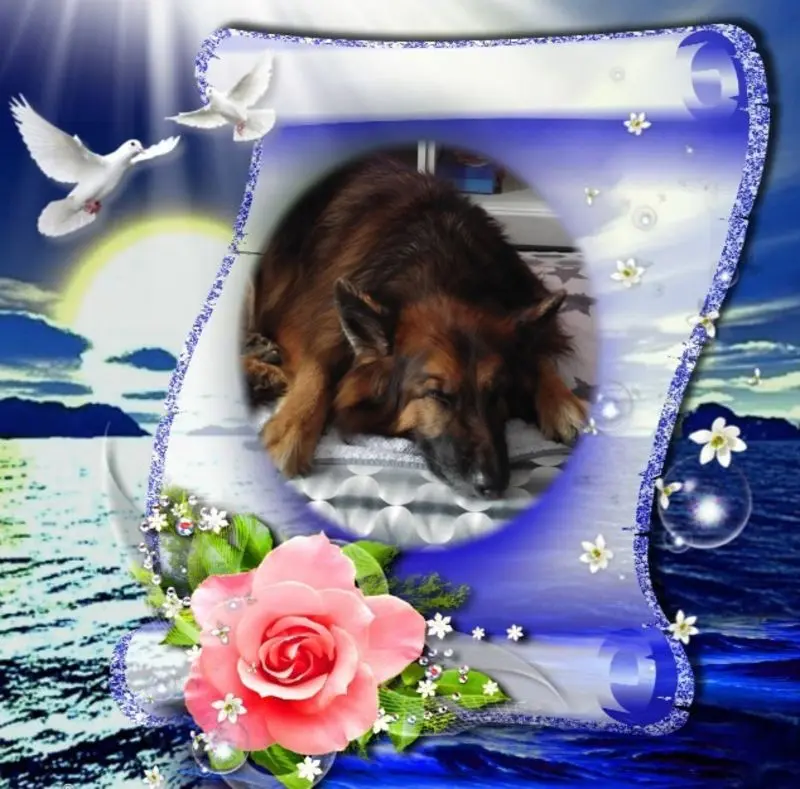 Condolence image of Dobrej Nocki Ukochany Misieńku❤️❤️❤️