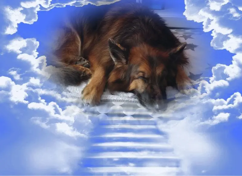 Condolence image of Dobrej Nocki Ukochany Misieńku❤️❤️❤️