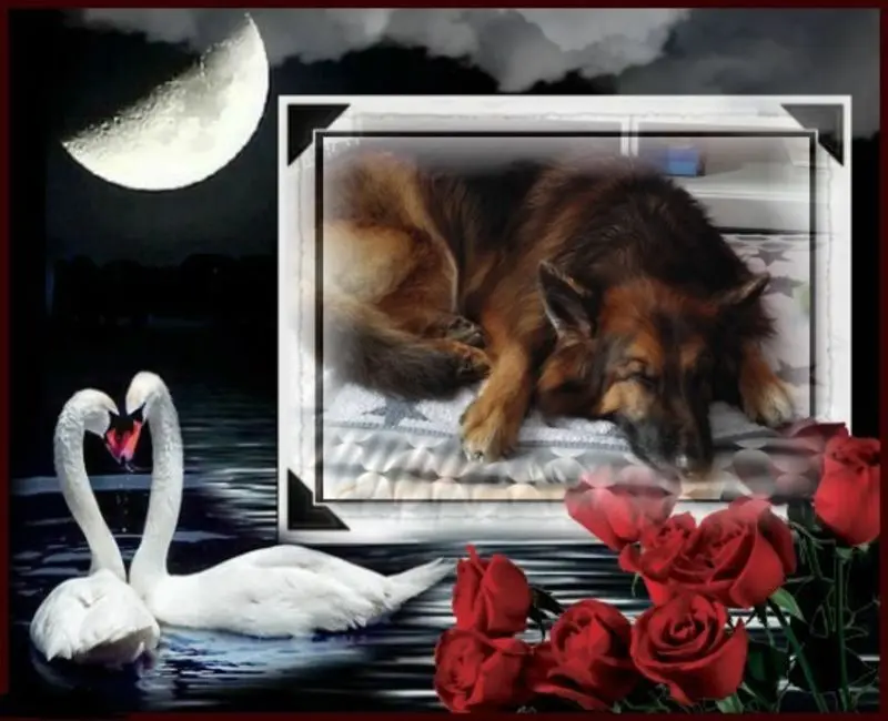 Condolence image of Dobrej Nocki Ukochany Misieńku❤️❤️❤️