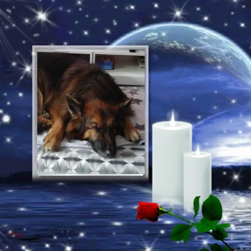 Condolence image of Dobrej Nocki Ukochany Misieńku❤️❤️❤️