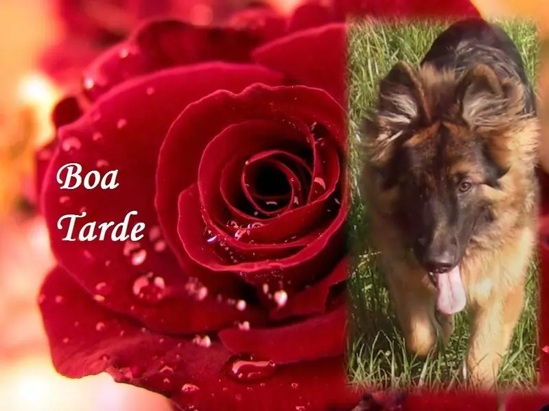Condolence image of Dzień Dobry mój Ukochany❤️❤️❤️Misieńku❤️❤️❤️