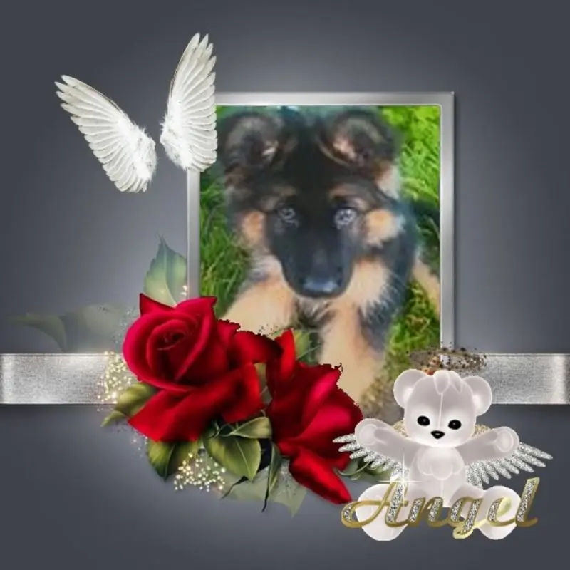 Condolence image of Mój Misiulek❤❤❤