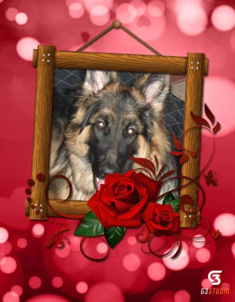 Condolence image of Sternchenpost ⭐
