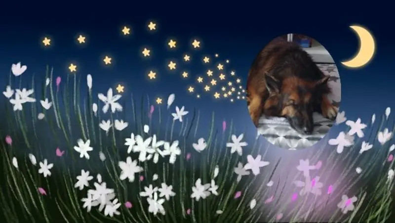 Condolence image of Dobrej Nocki Ukochany Misieńku❤️❤️❤️