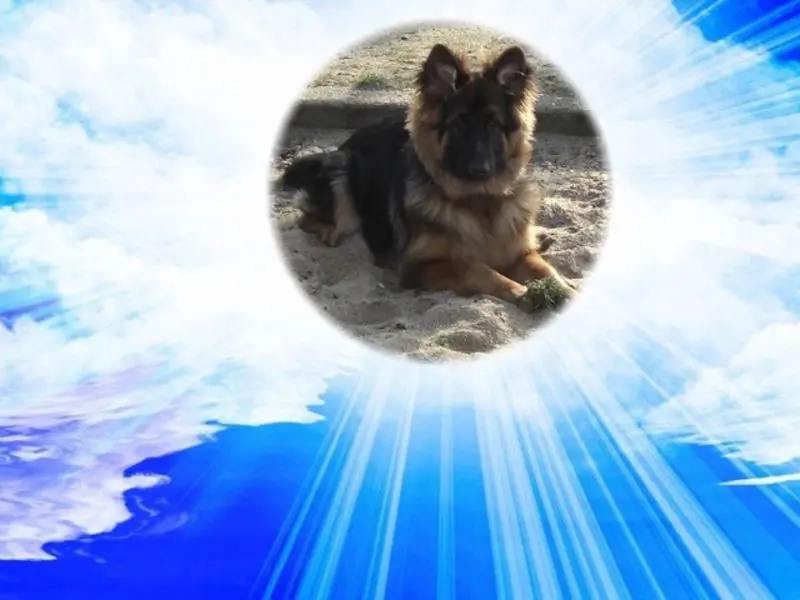 Condolence image of Dobry Wieczór❤️❤️❤️mój Misieńku❤️❤️❤️