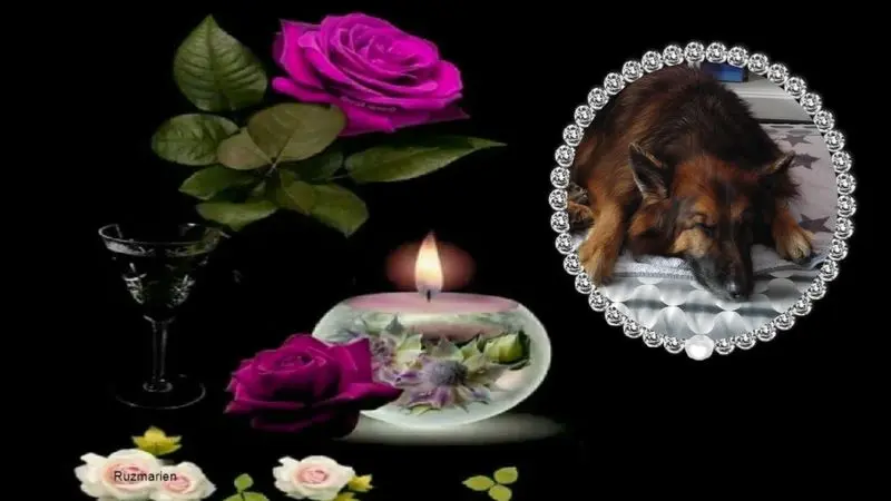 Condolence image of Dobrej Nocki Ukochany Misieńku❤️❤️❤️