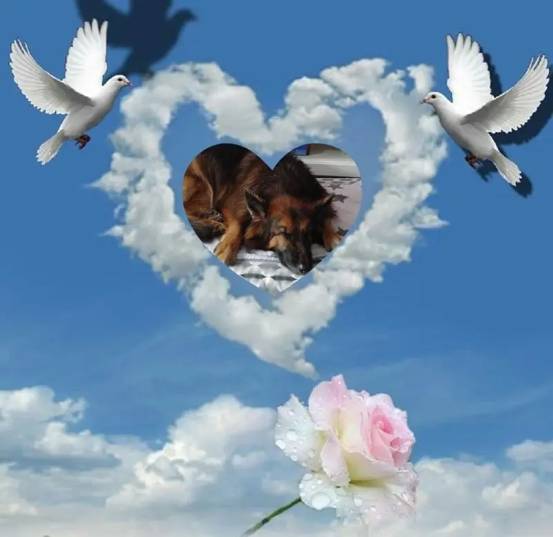 Condolence image of Dobrej Nocki Ukochany Misieńku❤️❤️❤️