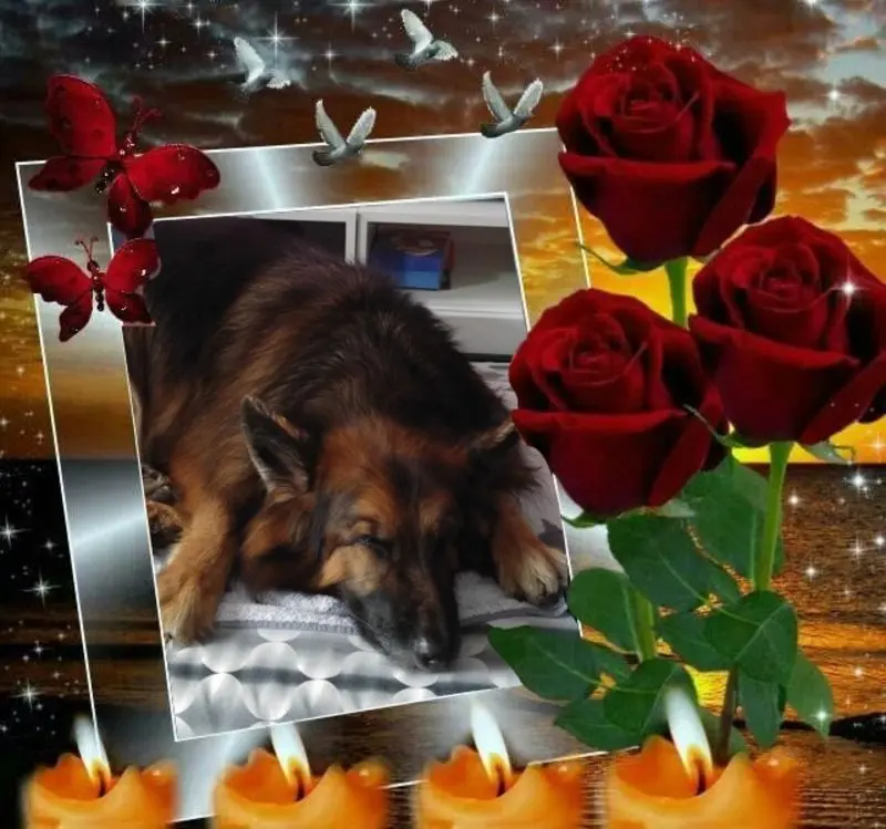 Condolence image of Dobrej Nocki Ukochany Misieńku❤️❤️❤️
