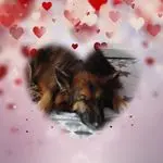 Condolence image of Dobrej Nocki Ukochany Misieńku❤️❤️❤️