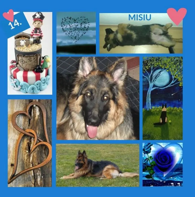 Condolence image of Für Misiu zum 14. Geburtstag