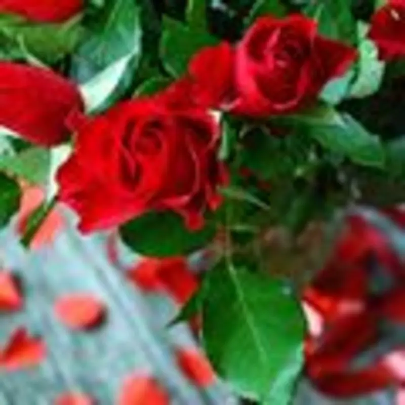 Condolence image of Unbekannt