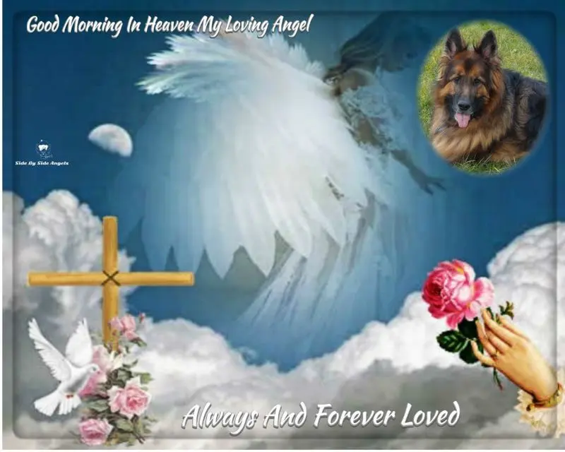 Condolence image of Dzień Dobry mój Ukochany❤️❤️❤️Misieńku❤️❤️❤️